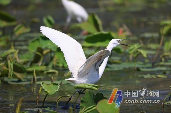 Egrets bebor Dongqian-søen