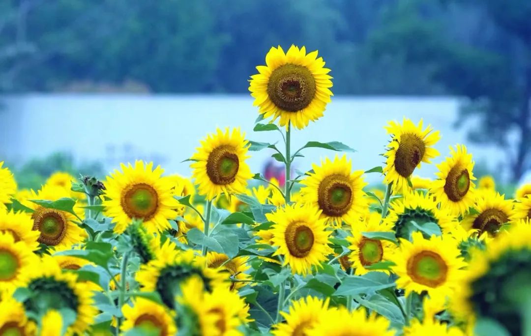 Der vil være byger eller tordenbyger i Ningbo under sommersolhverv i dag
